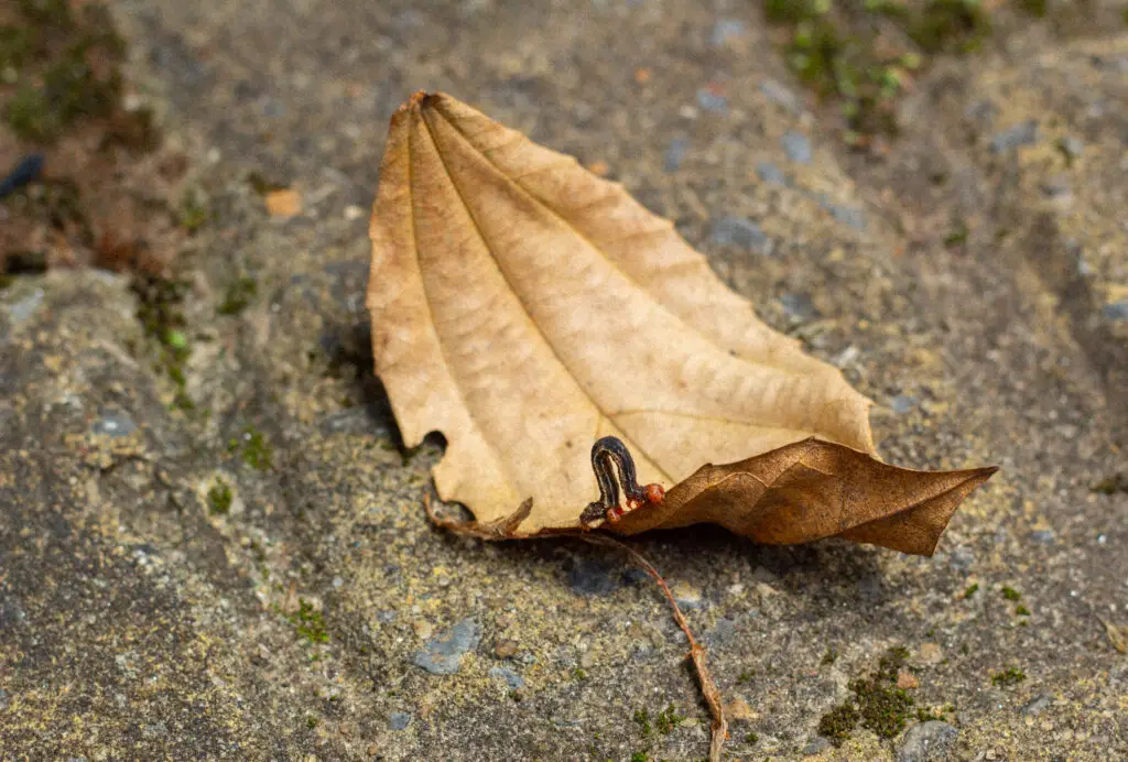 ouropreto16052025 27