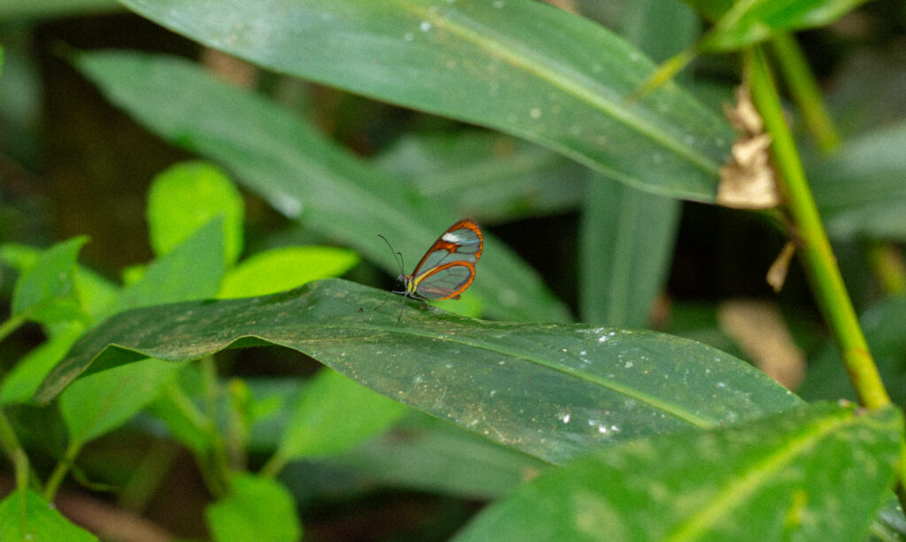 ouropreto16052025 28